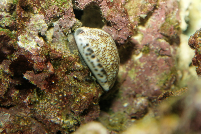 Cypraea tigris (tiger cowrie), Aquarium.jpg - Cypraea tigris (tiger cowrie)